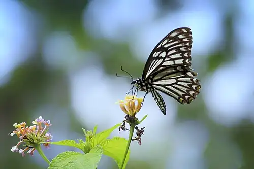 Ventral view (form dissimilis)