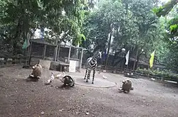 Mini zoo
