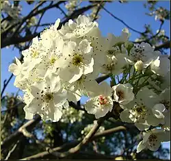 Peach blossoms, Redlands