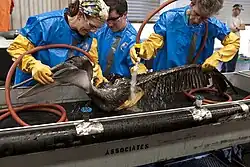 People washing oiled brown pelican