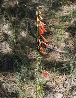A inflorescence with 10 open red tubular flowers and additional pale buds against a blurry pine needle covered background