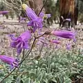 Flowers of Penstemon caesius