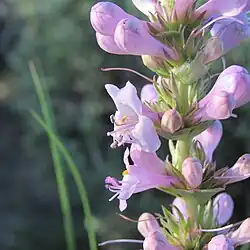 Flowers of Penstemon cyathophorus