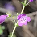 Flower of Penstemon leonensis