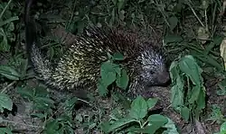 Black and yellow porcupine