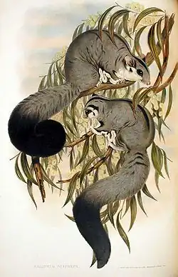 Squirrel Glider, Petaurus norfolcensis, 1845–1863, Mammals of Australia, J Gould & H. C. Richter