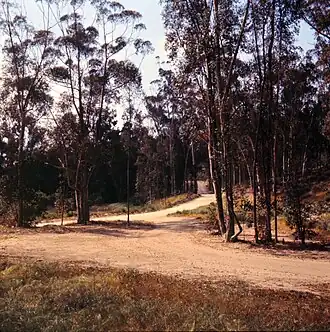 Peters Canyon Road, surrounded by eucalyptus trees, in April 1966.