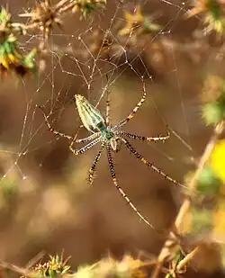 Female, Mason Regional Park, Irvine CA