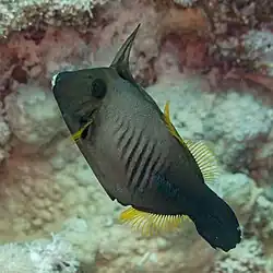 With extended dorsal spine