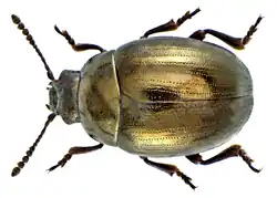 Phaedon pyritosus (Rossi, 1792)