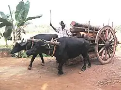 A bandy heavily loaded with timber