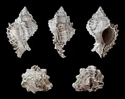 Phyllonotus evergladensis