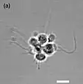 A choanoflagellate colony, with cells resembling choanocytes found in sponges