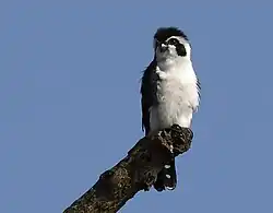 Kaziranga National Park, Assam, India