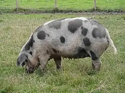 Sows typically have 12–14 nipples.