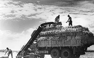 Men loading hay bales onto truck at a Kibbutz.