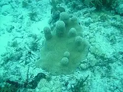 A small colony at Marker 32 reef in the Florida Keys, June 2010