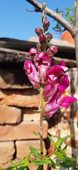 Pink snapdragon flower