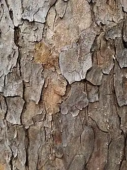 Bark with resin pockets visible