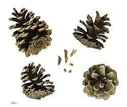 Seed cones