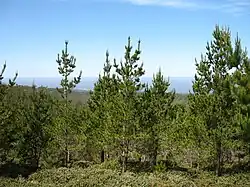 About half a dozen pine trees with upward-pointing branches 15 to 30 metres in height with green needles. The upper half of the background is blue sky.