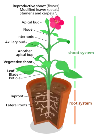 A diagram of a "typical" eudicot, the most common type of plant (three-fifths of all plant species).[182] However, no plant actually looks exactly like this.
