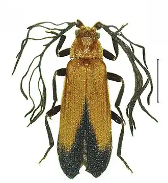 P. palawanensis, adult male