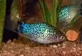Blue platy