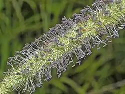 Close-up of flower head showing purple stamen (3 per floret) and feathery stigma (2 per floret)