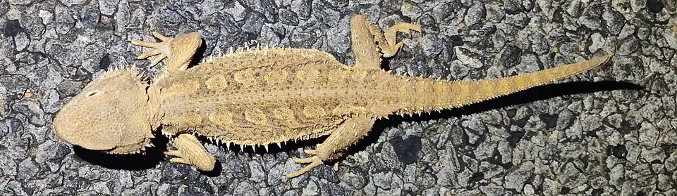 Showing dorsal patterns