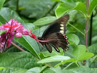 B. p. cubensis, Cuba