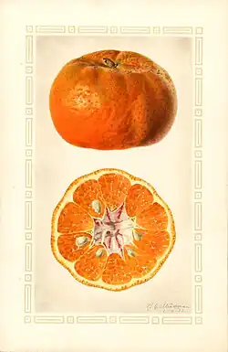 A botanical illustration of a Manurco tangerine, painted by Royal Charles Steadman in January, 1926