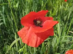 Common poppy