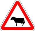 Cattle