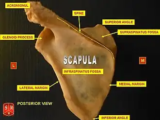 Left scapula seen from behind (spine labeled at center top).