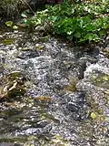 Source River Tresnjice, mountain Povlen