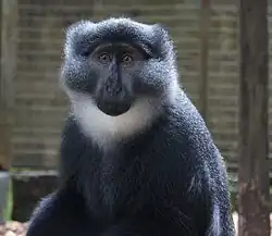 Gray monkey
