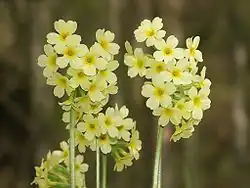 Oxlip