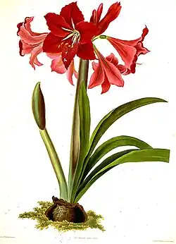 Hippeastrum ×johnsonii
