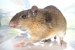 Brown and white spiny rat