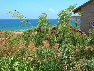 Invasive species – Prosopis juliflora