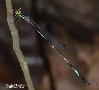 Protosticta ponmudiensis male