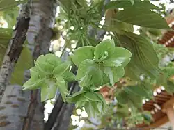 Prunus serrulata 'Gioiko' Koidz (Gyoiko) [ja] with rare green flowers developed in the Edo period of Japan.