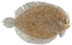 Indonesian ocellated flounder