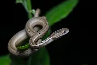In Nam Nao National Park, Thailand