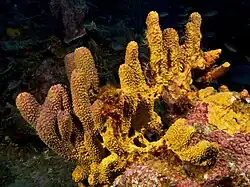 A yellow sponge that is a group of conical-shaped tubes attached to a rock underwater.