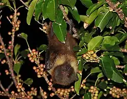 Brown bat