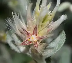 Ptilotus eriotrichus (Gaudich.) F.Muell.