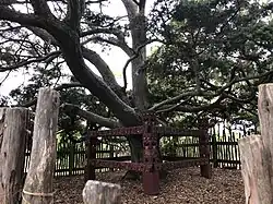 The sacred tōtara tree, planted in 1940 to commemorate 100 years of the Treaty of Waitangi grows on top of the central cone Pukekaroa.