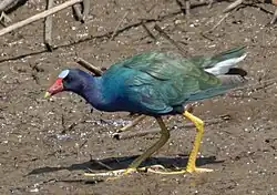 Purple gallinule (Porphyrio martinica)